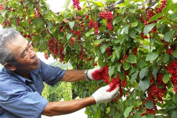 By eating Chinese schisandra berries, a man strengthens his potency