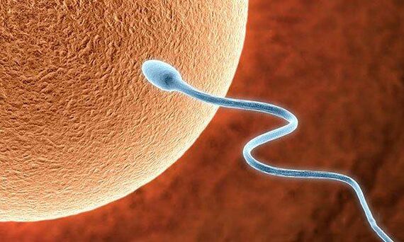 Biological functions of before -ejaculation