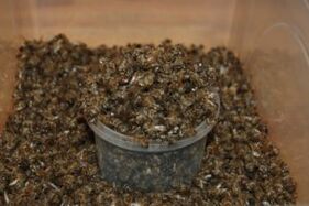Bee dug to increase potency